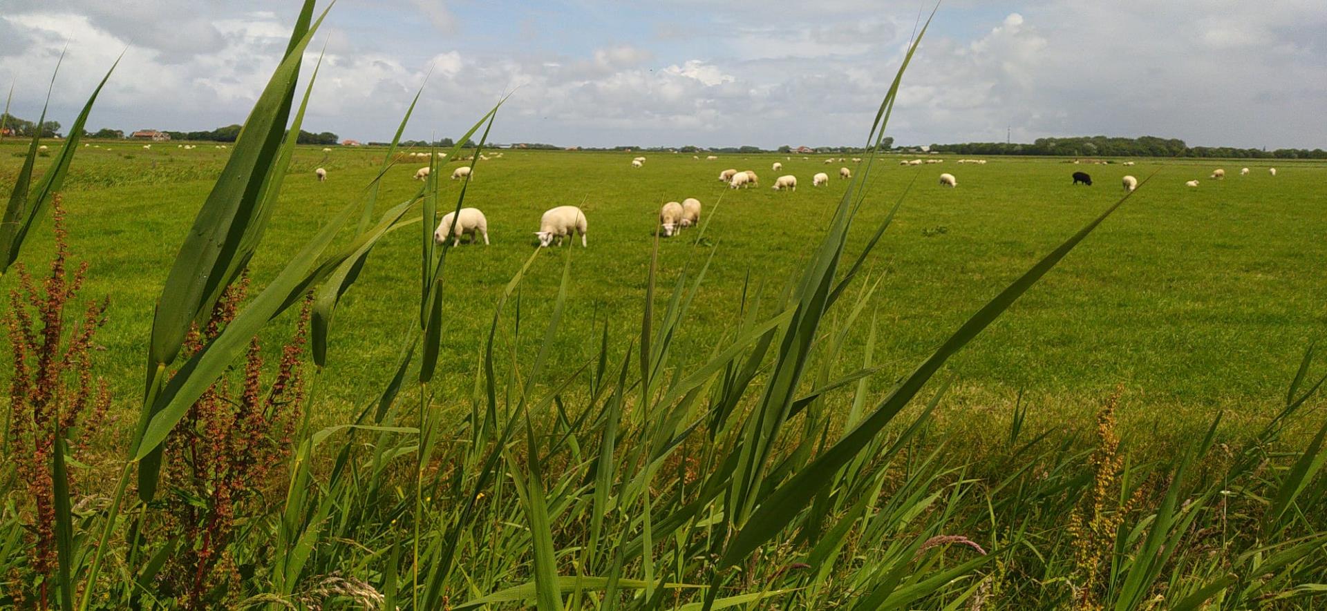 Texel midweek.jpg